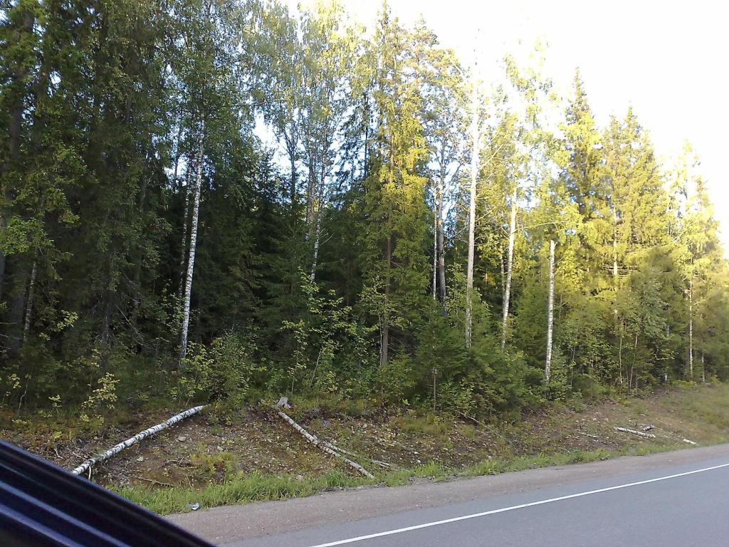Ждем в лесу...