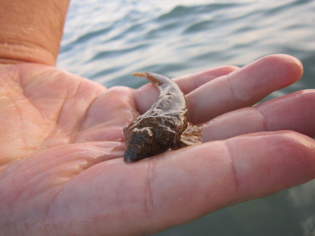 Судак 2013 0323.JPG