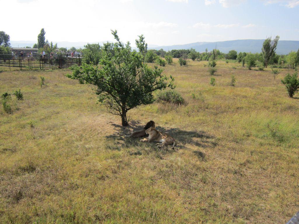 Судак 2013 0595.JPG