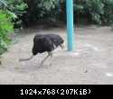 Судак 2013 0713.JPG