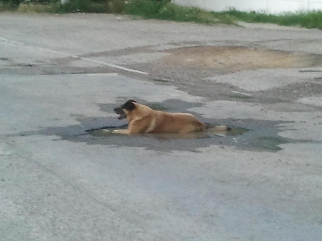 Саки