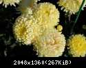 DSC 0868