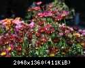 DSC 0931